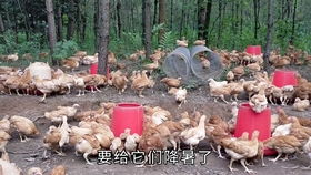 搭一个能养3000只鸡的厂棚只要400多,看看是怎么搭的