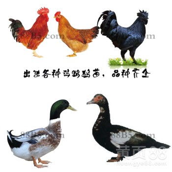 【养殖)东莞桥头镇鸡苗+脱温-新蔡县隆昌鹅苗孵化厂欢迎您】-