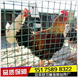 供应养鸡围栏 批发荷兰网 养殖场围栏 养殖铁丝网围栏图片,供应养鸡围栏 批发荷兰网 养殖场围栏 养殖铁丝网围栏高清图片 安平县双赫金属丝网厂,