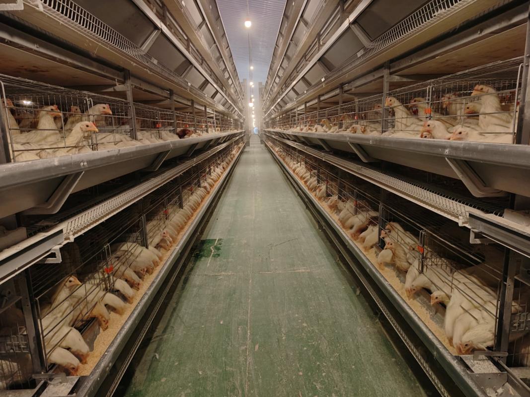 和2栋鸡饲料存储仓库整齐排列,场内一排排标准化蛋鸡养殖笼架映入眼帘