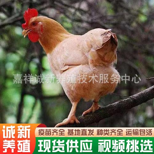 山东笨鸡养殖厂家,品牌,图片,热帖