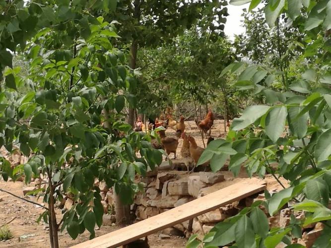 富养人参鸡养殖基地 生态养殖与品质革新的行业标杆